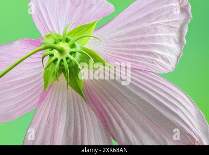 Vue macro du centre de la fleur de mauve rose des marais (Hibiscus moscheutos), prise de l'arrière. Banque D'Images