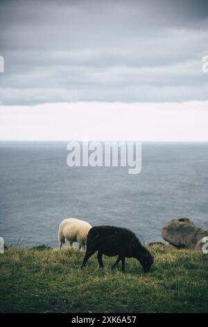 Moutons blancs et noirs qui paissent sur une prairie au bord de l'océan Banque D'Images