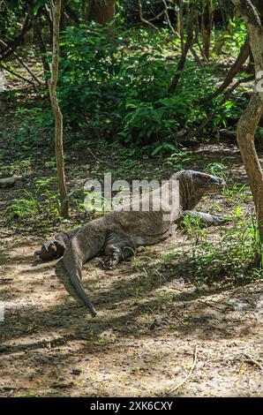 Le dragon de Komodo repose à l'ombre de la forêt verdoyante de l'île de Komodo. Indonésie Banque D'Images