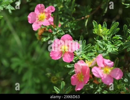 Un gros plan des fleurs roses de Potentilla Banque D'Images