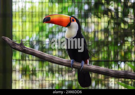 Oiseau toucan est assis sur une branche dans une cage Banque D'Images