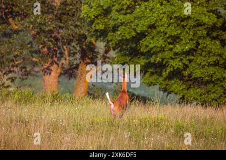 Yearling buck un soir de juillet dans le nord du Wisconsin. Banque D'Images