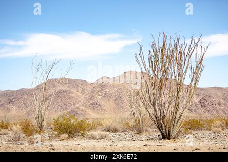 Une vue des plantes ocotillo, vues à l'intérieur du parc national Joshua Tree, Californie. Banque D'Images