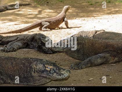 Un groupe de dragons de Komodo se repose à l'ombre. Île de Komodo. Indonésie Banque D'Images