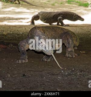 Deux dragons de komodo dans la nature Banque D'Images