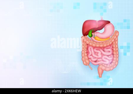 Illustration des soins de santé et de l'éducation médicale fond du système digestif humain pour l'étude de la science biologie Illustration de Vecteur