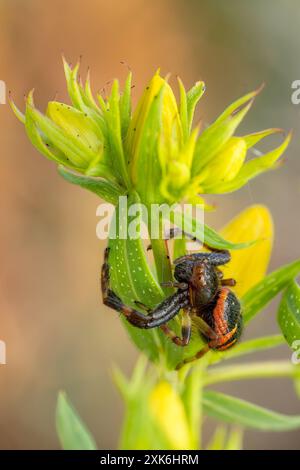 L'araignée Napoléon - Synema globosum, minuscule et belle araignée colorée des prairies européennes, République tchèque. Banque D'Images