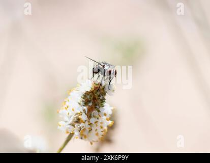 Une mouche à poils noirs et gris ; un membre de la famille des Tachinidae ; perchoirs au sommet d'un groupe de petites fleurs blanches ; avec un fond doux ; flou en sh Banque D'Images