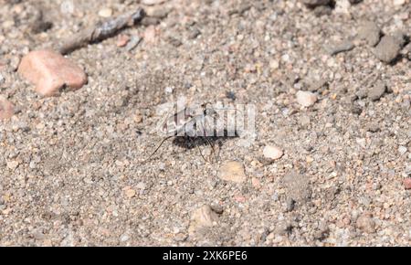 Un coléoptère du tigre bronzé ; Cicindela repanda ; marche à travers une parcelle de sable dans le Colorado. Le corps rayé brun et blanc du coléoptère est visible Banque D'Images