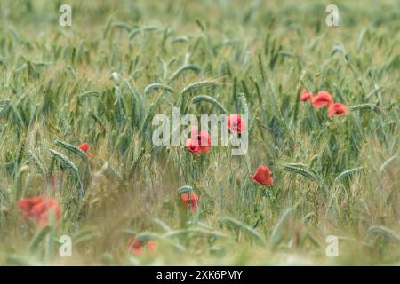 Coquelicots rouges vibrants dans un champ luxuriant par une journée ensoleillée, créant une scène pittoresque de la beauté de la nature Banque D'Images