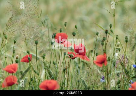 Coquelicots rouges vibrants dans un champ luxuriant par une journée ensoleillée, créant une scène pittoresque de la beauté de la nature Banque D'Images