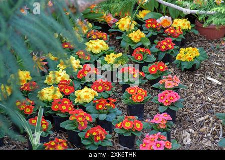 Primroses rouges, roses et jaunes dans de petits pots sur sol de sciure de bois Banque D'Images