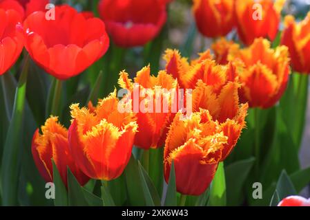 Bouquet de tulipes Fabio écarlate brillantes dans la serre. Banque D'Images