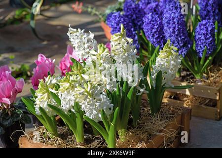 Jacinthes multicolores fraîches dans une boîte en bois avec de la sciure de bois. Banque D'Images
