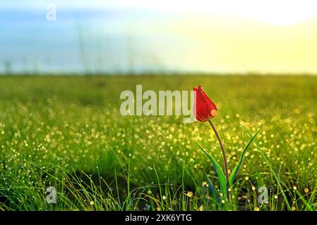 Tulipe de Scarlet Schrenck dans le parc naturel de Donskoy dans la région de Volgograd en Russie au début du printemps. Banque D'Images