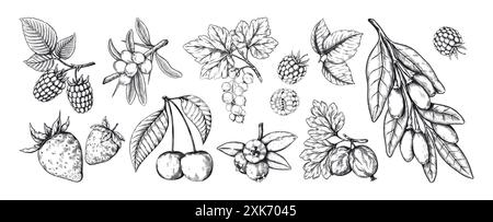 Baie vintage. Croquis de branches de fruits. Plante dessinée à la main. Récolte agricole. Nature rétro. Goji et fraise juteuse. Saveur de mûre. Confiture et dessert. Feuille de framboise. Ensemble d'éléments alimentaires vectoriels Illustration de Vecteur
