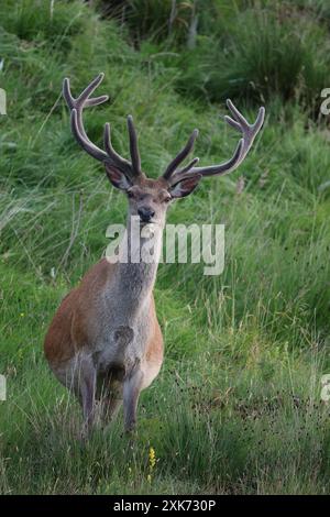 Red Stag en Écosse Banque D'Images