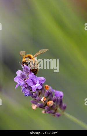 Angleterre, Royaume-Uni. Une seule abeille de miel occidentale ou abeille de miel européenne Apis mellifera collectant le nectar d'une plante de lavande anglaise dans un jardin domestique Banque D'Images