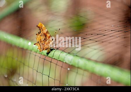 Pays de Galles, Royaume-Uni. Un album c-album Polygonia butterly à virgule reposant sur un poteau soutenant un filet de jardin protégeant les plants de baies Banque D'Images