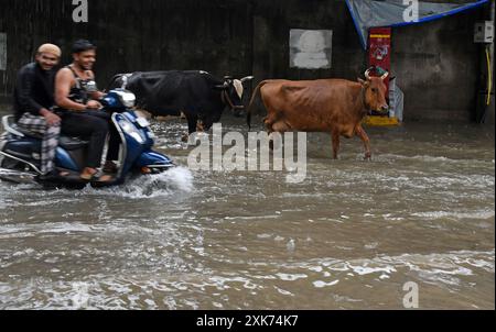 Mumbai, Inde. 21 juillet 2024. On voit du bétail marcher dans une rue inondée d'eau à cause des fortes pluies à Mumbai. Il est conseillé aux citoyens de rester à l'intérieur et de ne s'aventurer dehors qu'en cas d'urgence car de fortes pluies ont frappé tout au long de la journée, ce qui a entraîné des inondations dans de nombreuses zones basses de la ville. Crédit : SOPA images Limited/Alamy Live News Banque D'Images