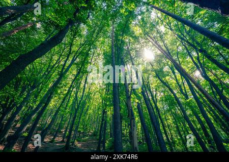 La lumière du soleil coule à travers la canopée dense d'une forêt de hêtres luxuriante dans le parc Boyana, Sofia, Bulgarie. Banque D'Images