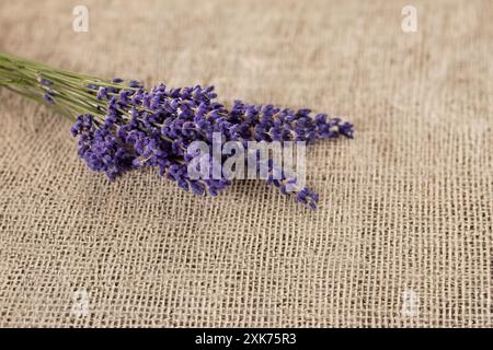Bouquet de Lavande isolé sur un fond de texture de lin Banque D'Images