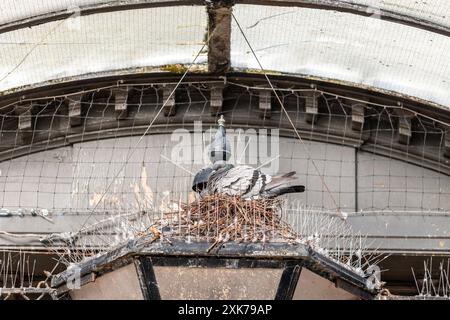 The Grove Hotel, Pigeon dans un nid entouré de pointes d'oiseaux, Buxton est une ville thermale dans le Borough of High Peak, Derbyshire, Angleterre, Royaume-Uni Banque D'Images