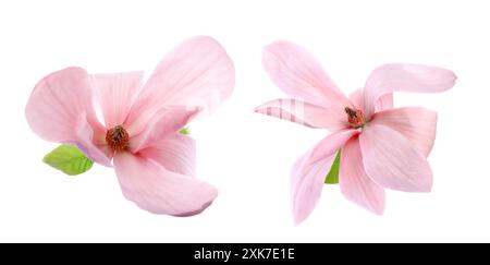 Deux belles fleurs de magnolia isolées sur blanc Banque D'Images