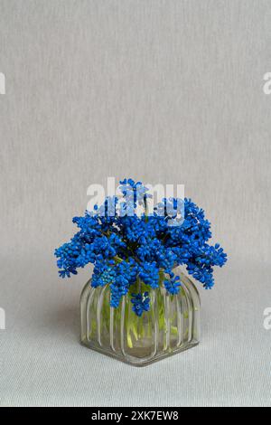 Bouquet délicat. Géocyptes Muscari dans un vase en verre sur un fond gris clair. Sensibilité. Parfum frais du printemps. Calme la nature morte. Jacinthes Banque D'Images