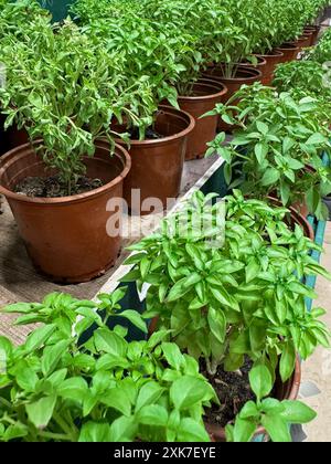 Ensemble de jeunes basilic frais dans des pots bruns Banque D'Images