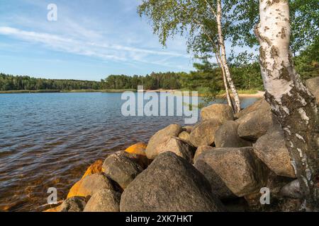 Beau lac Senftenberg en Allemagne, situé dans la forêt. Au premier plan se trouvent de grandes pierres et des bouleaux. Jour d'été. Banque D'Images