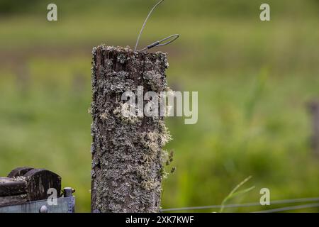 Lichen Parmelia saxatilis sur un vieux poteau en bois Banque D'Images