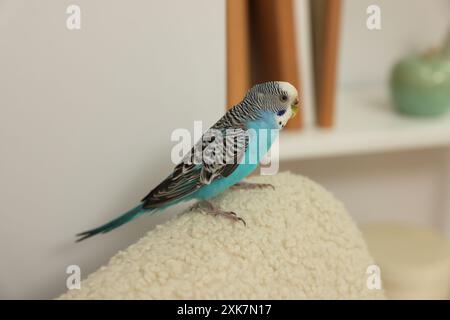 Perroquet pour animaux de compagnie. Beau budgerigar assis à la maison Banque D'Images