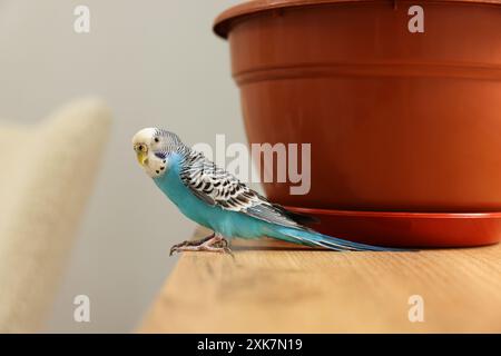 Perroquet pour animaux de compagnie. Beau budgerigar assis sur une table en bois à la maison Banque D'Images