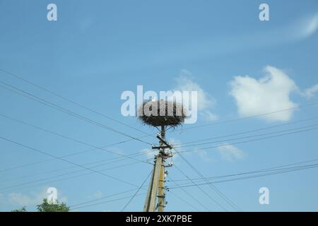 Cigognes blanches dans le nid sur le poteau électrique contre le ciel bleu Banque D'Images