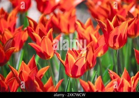 Groupe et gros plan de belles tulipes uniques à fleurs de lis orange rouge poussant dans le jardin Banque D'Images