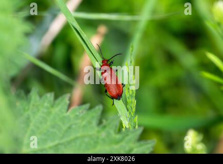 Un coléoptère Cardinal commun rouge vif repose sur un brin d'herbe ; ses antennes noires pointent vers l'avant. Le corps du coléoptère est visible contre le bac vert Banque D'Images