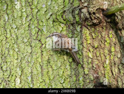 Un Treecreeper eurasien (Certhia familiaris) ; avec son bec long et mince ; recherche des insectes dans l'écorce d'un arbre. L'oiseau est perché sur le rugueux Banque D'Images