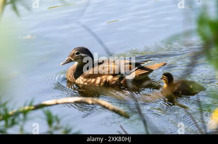 Un canard mandarin femelle (Aix galericulata) nage avec son caneton dans un lac anglais calme par une journée ensoleillée. Le canard est brun et blanc avec un distinctiv Banque D'Images