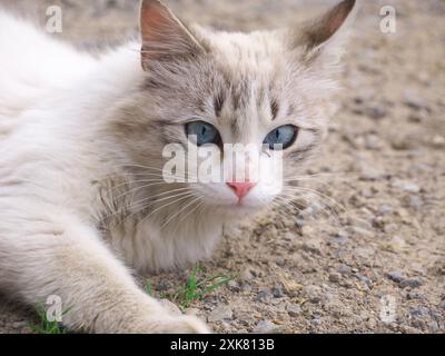 Magnifique gros plan d'un petit chat mignon aux yeux bleus Banque D'Images