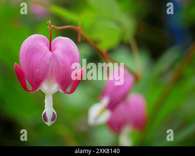 Photo de fleurs en forme de coeur appelée Lamprocapnos Banque D'Images