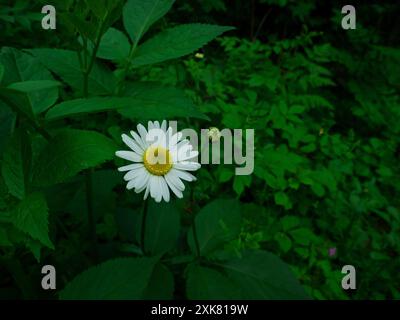 Un cliché sélectif de camomille en fleurs avec de grandes herbes dans le champ - idéal pour le papier peint Banque D'Images