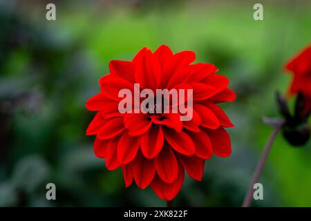 Dahlia Gardenetta Rouge foncé Banque D'Images