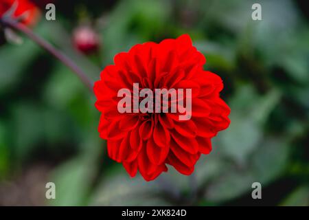 Dahlia Gardenetta Rouge foncé Banque D'Images