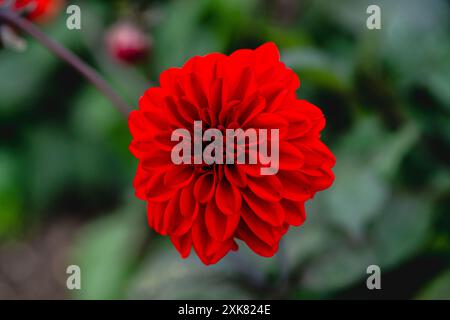 Dahlia Gardenetta Rouge foncé Banque D'Images