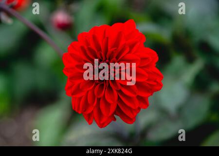 Dahlia Gardenetta Rouge foncé Banque D'Images