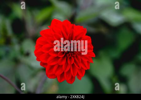 Dahlia Gardenetta Rouge foncé Banque D'Images