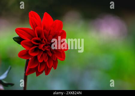 Dahlia Gardenetta Rouge foncé Banque D'Images