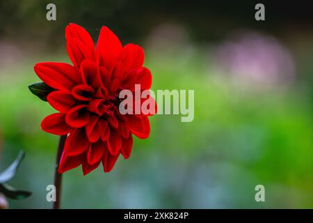 Dahlia Gardenetta Rouge foncé Banque D'Images