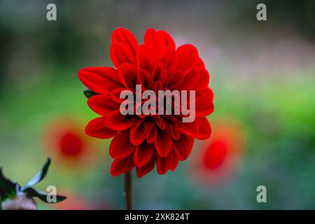 Dahlia Gardenetta Rouge foncé Banque D'Images